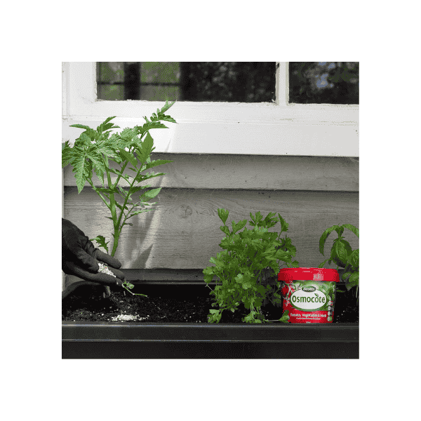 Scotts Osmocote Tomato & Vegetable Fertiliser 700g 6-Month Feed with Trace Elements